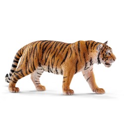 Tigre du Bengale mâle -...